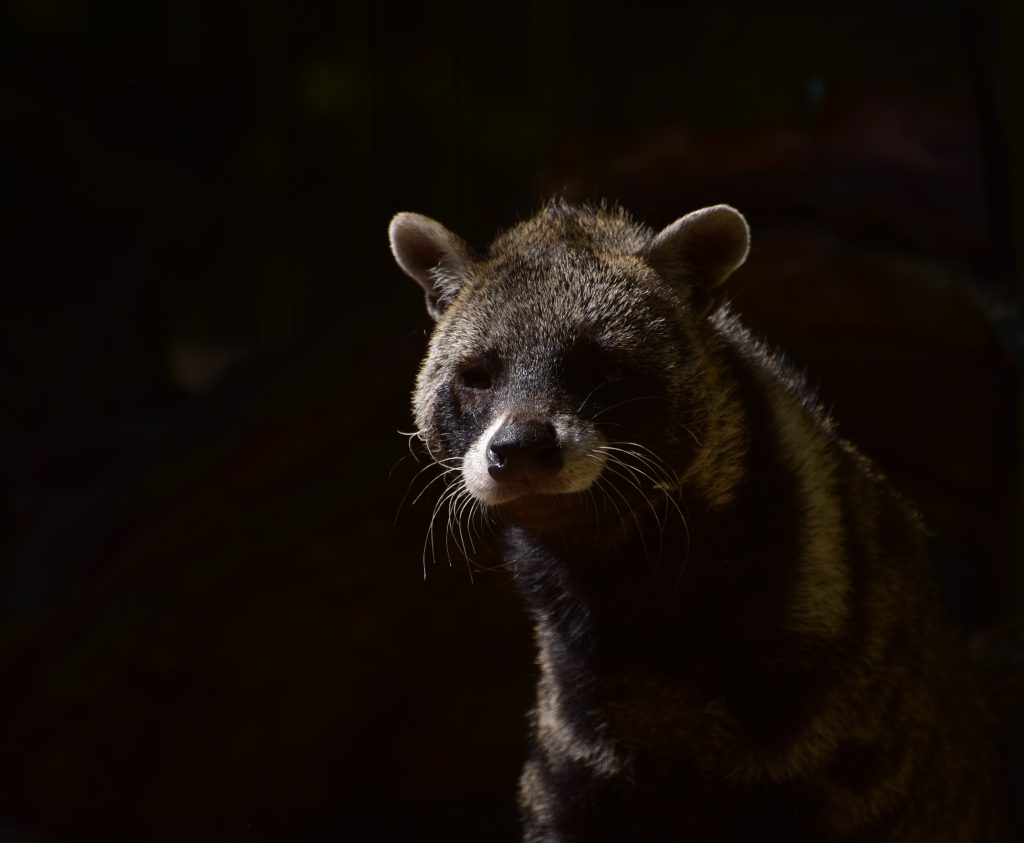 civets-3520023-1024x843.jpg
